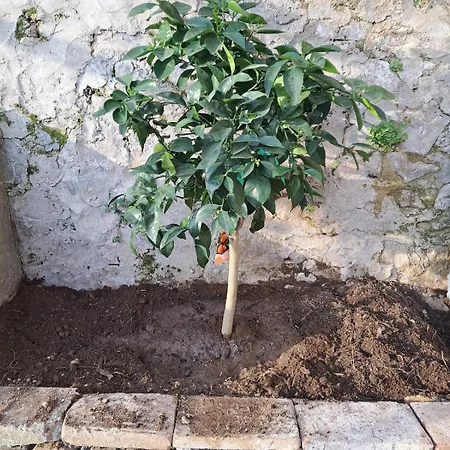 Podere Il Leccio